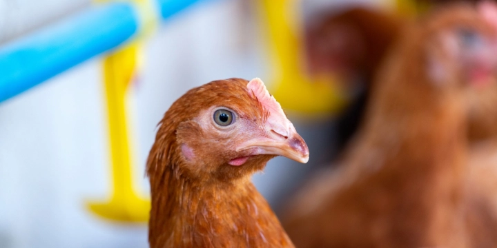 Как самостоятельно заменить терморегулятор в инкубаторе