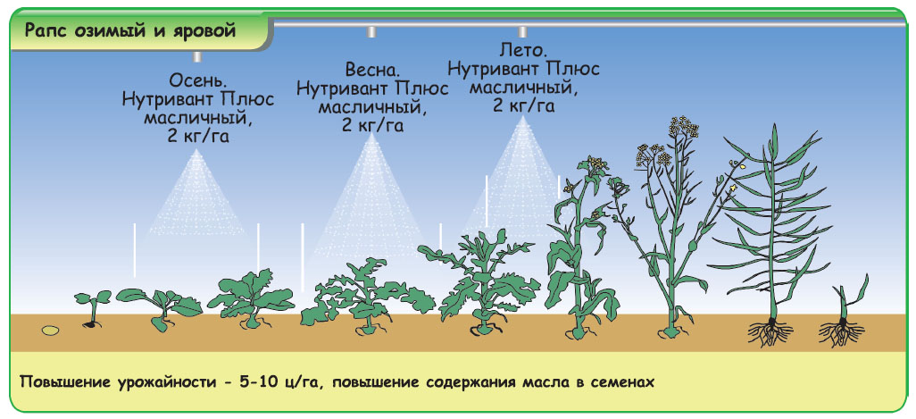 Когда можно сажать рапс