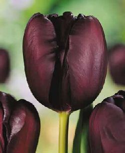 черные тюльпаны