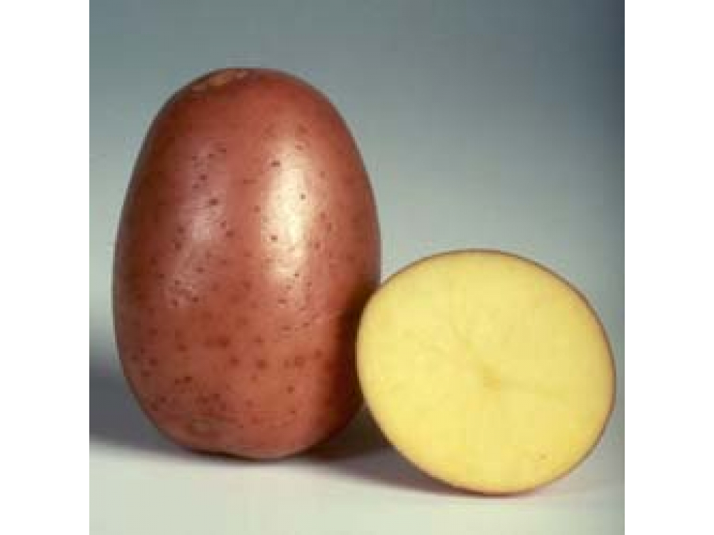 Картопля беллароза опис, сорт, догляд та вирощування