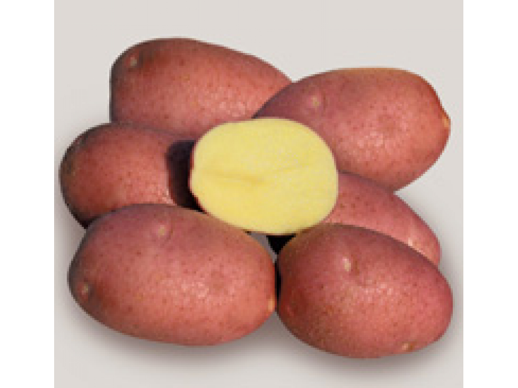 Картофель беллароза описание сорта характеристика