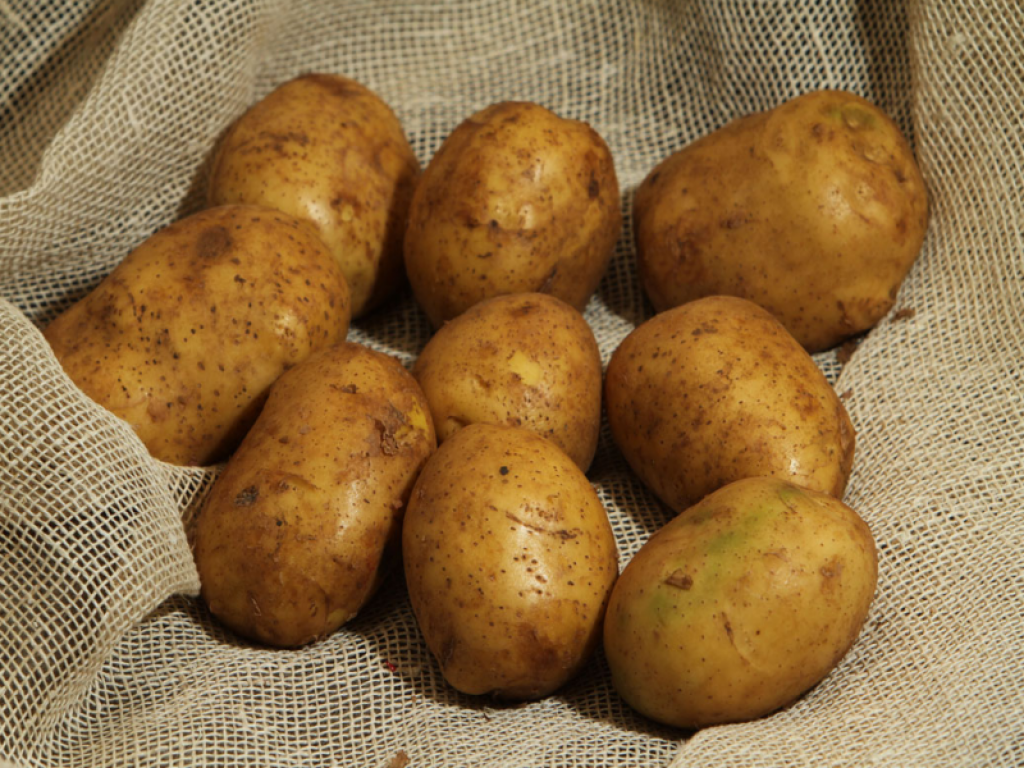 Столовая картошка. Картофель сорт Днепрянка. Картофель Атлант. Сорт картофеля Наяда. Сорт картофеля Атлант.