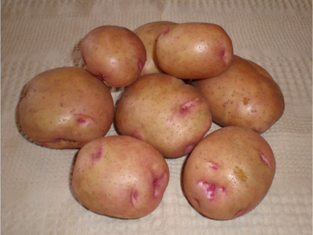 Снегирь картофель характеристика отзывы. Картофель сорт Бородянский. Сорт картофеля Журавинка.