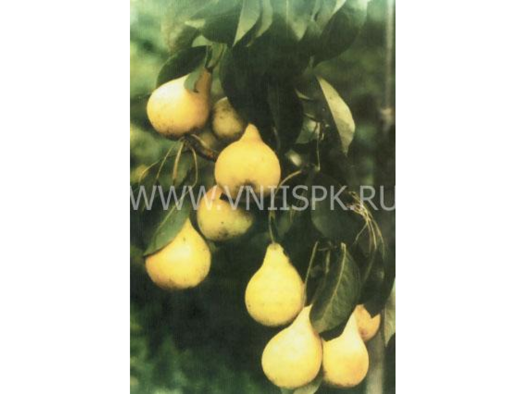Груша Июньская Фото