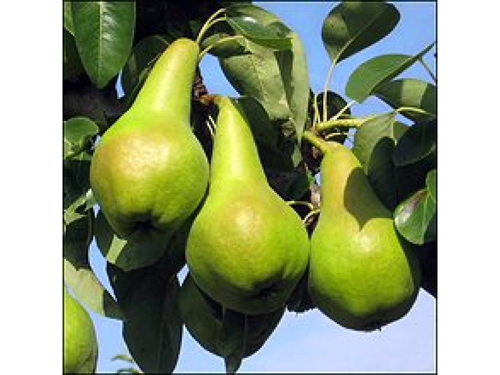 Киргизская Зимняя Груша Купить Саженцы