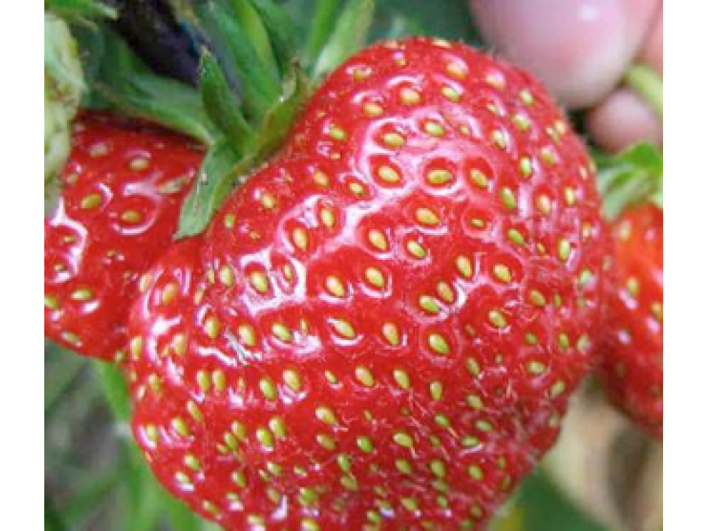 Характеристики сорта Коррадо: крупные плоды и вкусная ягода