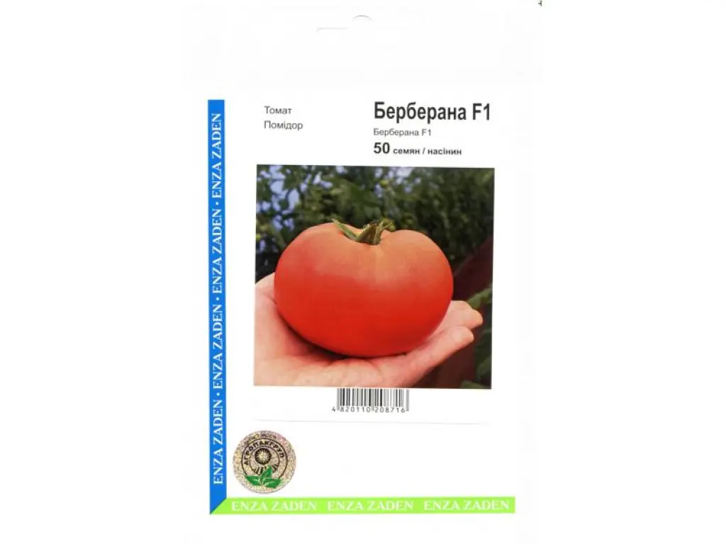 берберана f1. берберана томат характеристика отзывы. томат берберана f1 описание. берберана томат характеристика отзывы. сорт помидора берберана.