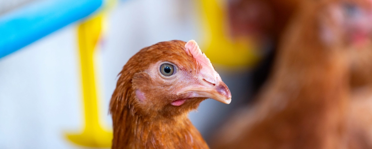 Как самостоятельно заменить терморегулятор в инкубаторе Как самостоятельно заменить терморегулятор в инкубаторе