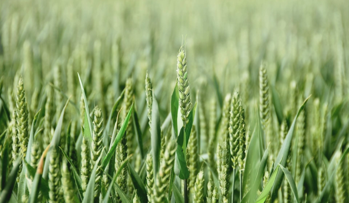 Яра пшениця від компанії «AGRAIN»