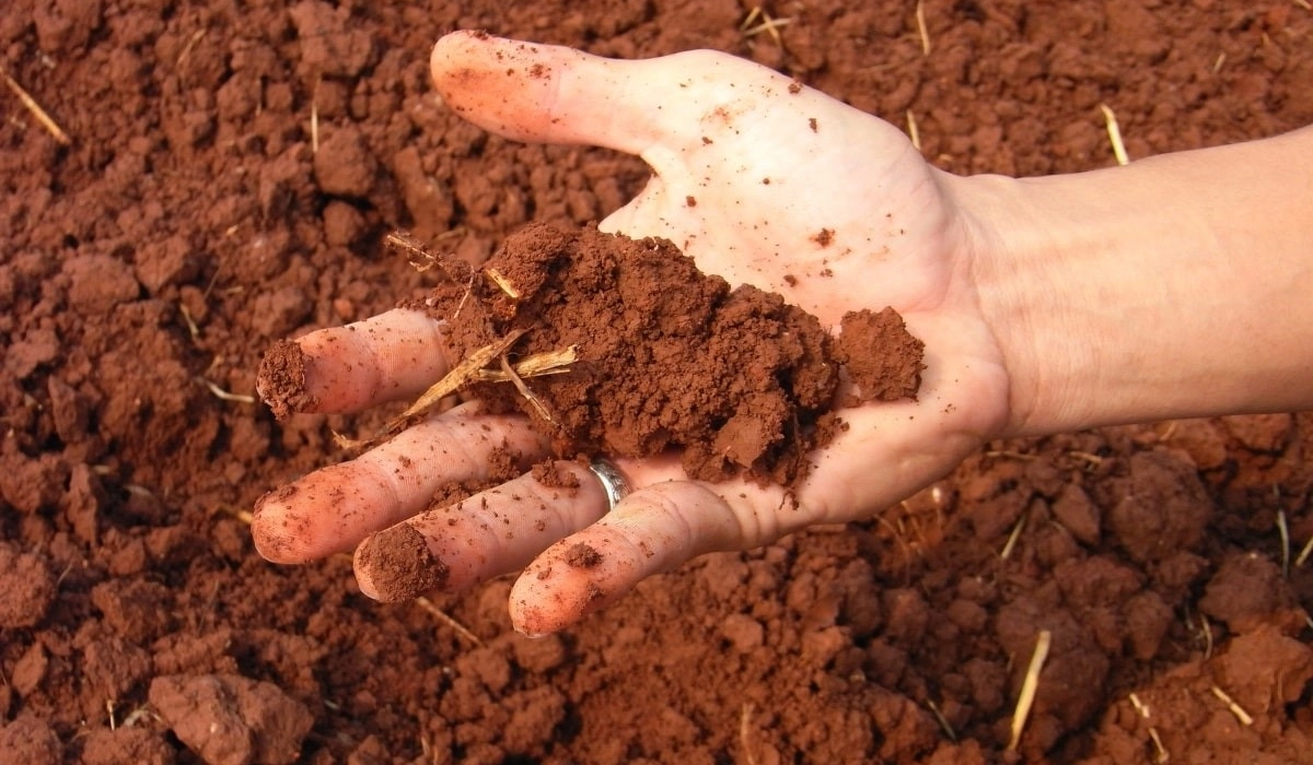 Как узнать тип почвы и зачем это нужно