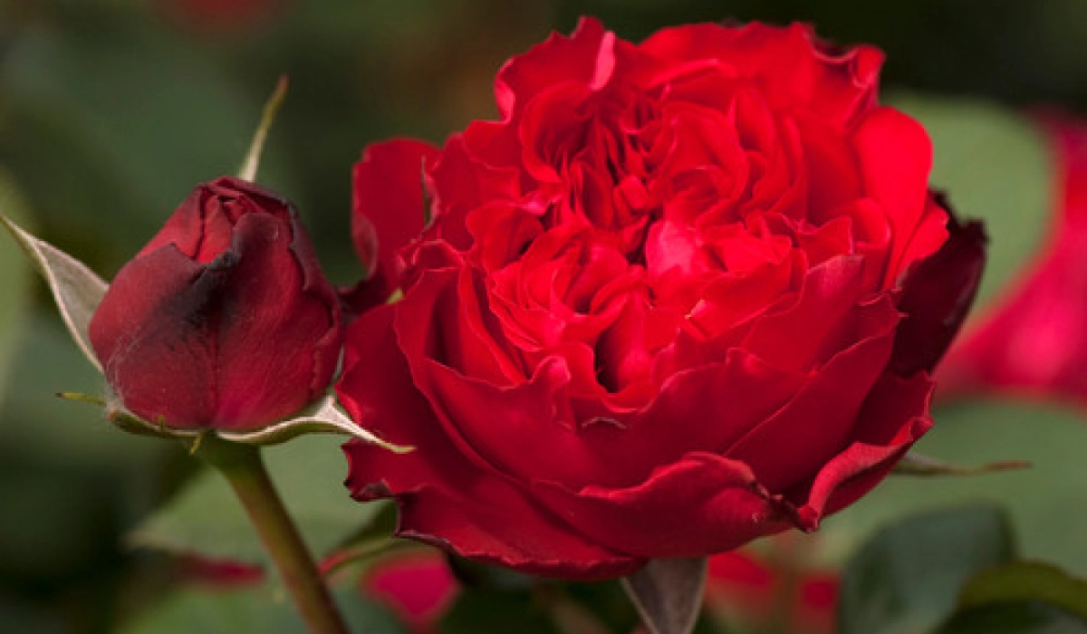 Борьба с вредителями и болезнями в выращивании роз