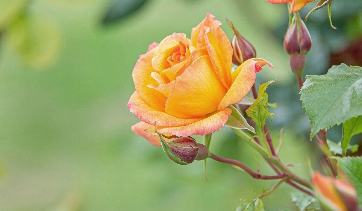 Какие группы роз сегодня существуют?