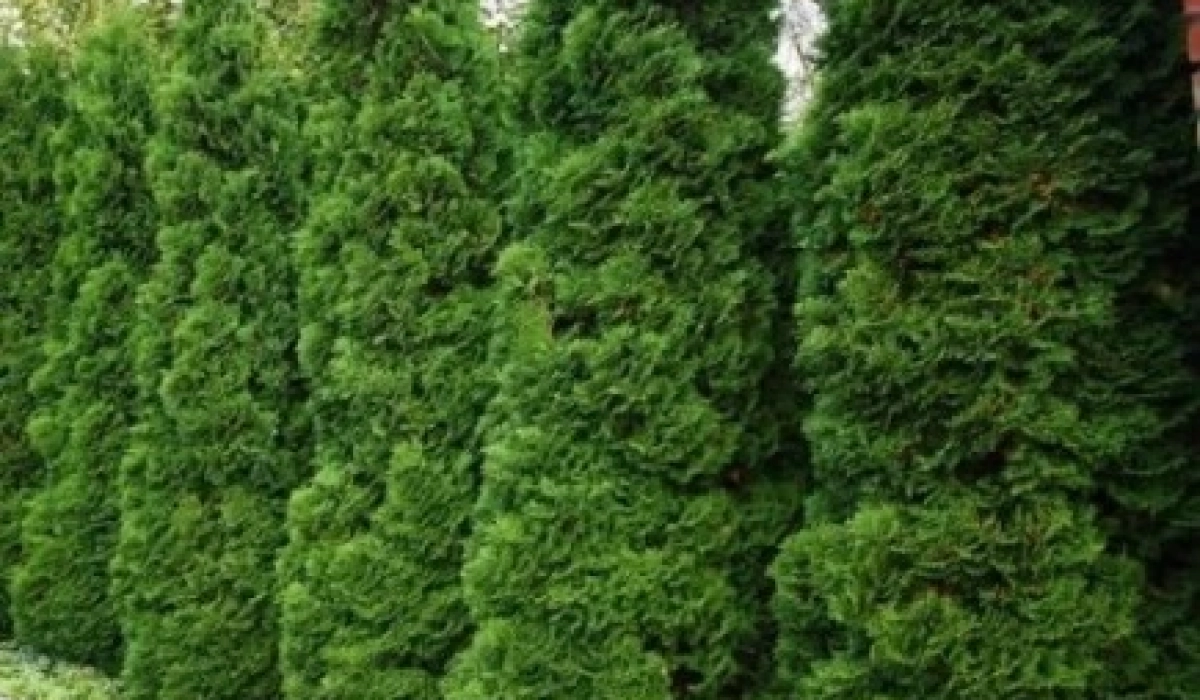 Саженцы туи: вечнозеленая красота для вашего сада