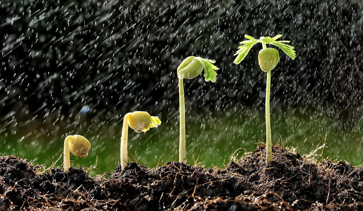 Как правильно выбирать семена для своего огорода?