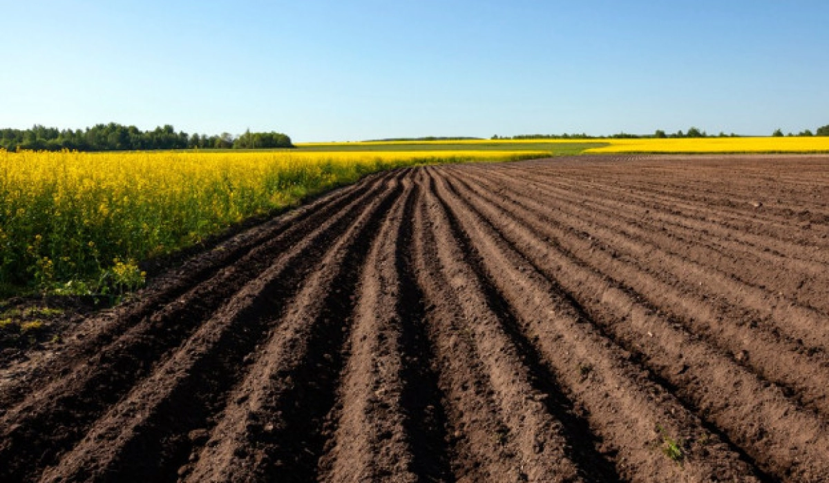 Мульчирование и аэрация: эффективные способы улучшения структуры почвы