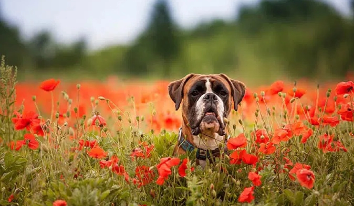Как избавиться от глистов у собаки