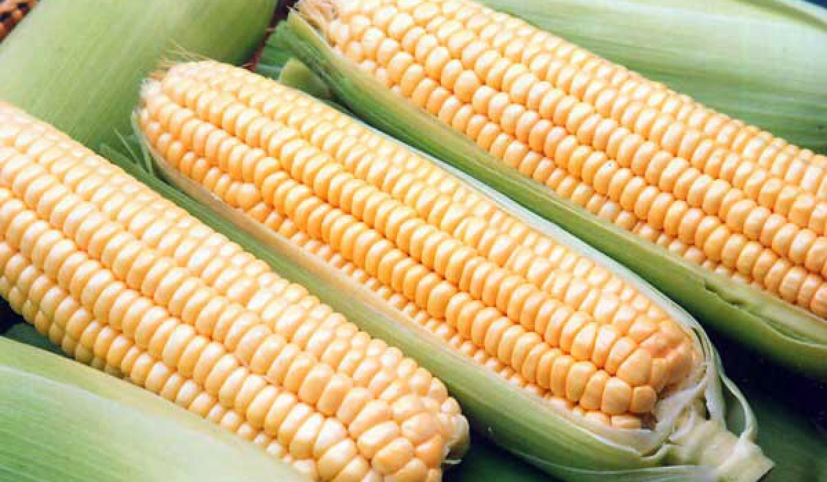 Насіння кукурудзи для силосу: оптимальний вибір та його переваги