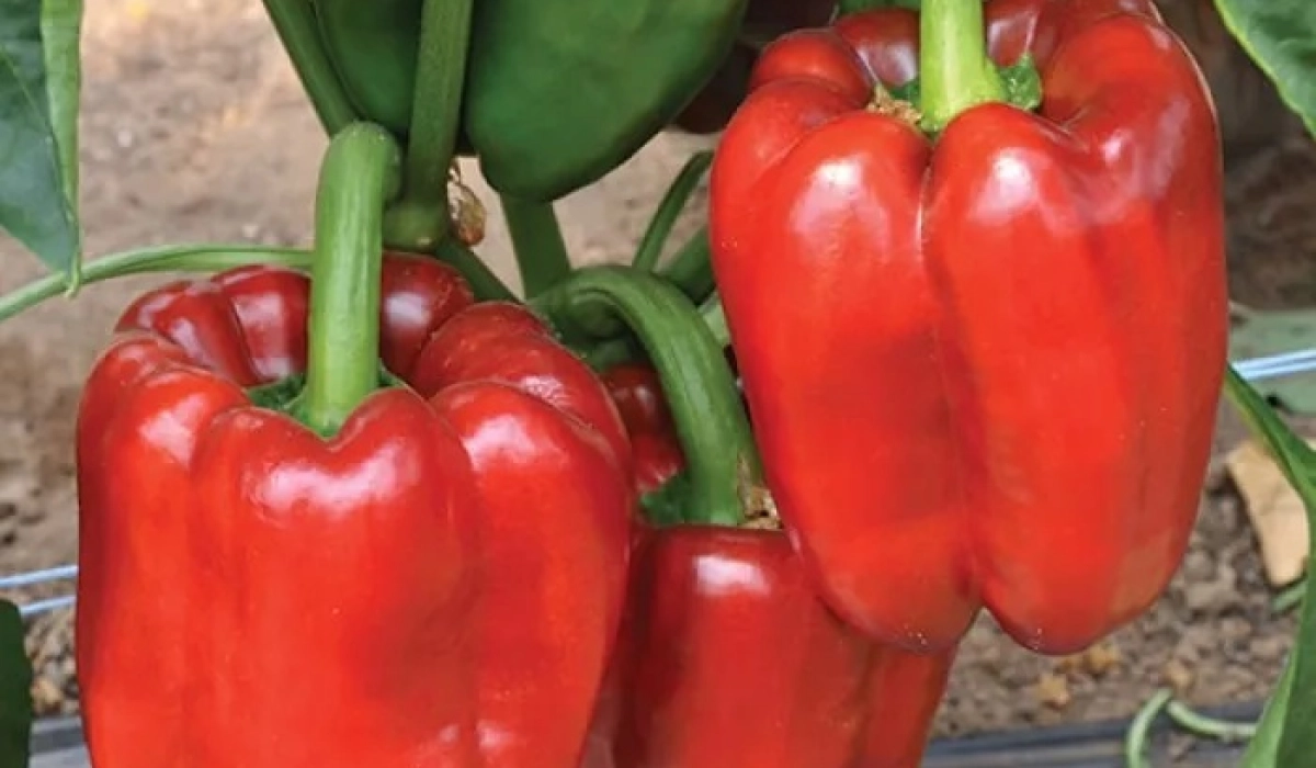 Успешное выращивание перца: как подготовить семена