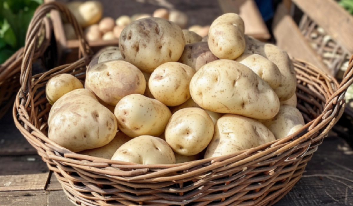 Где купить картошку оптом в Москве