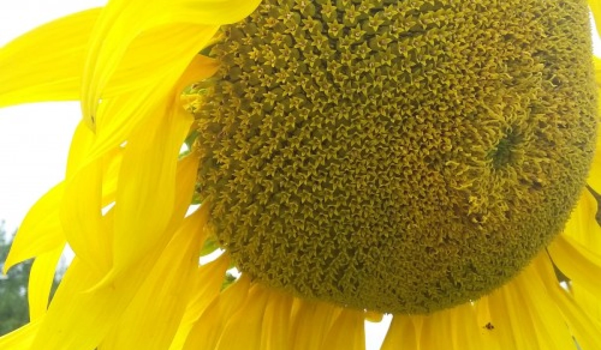 История культивирования подсолнечника: От диких форм до современных сортов