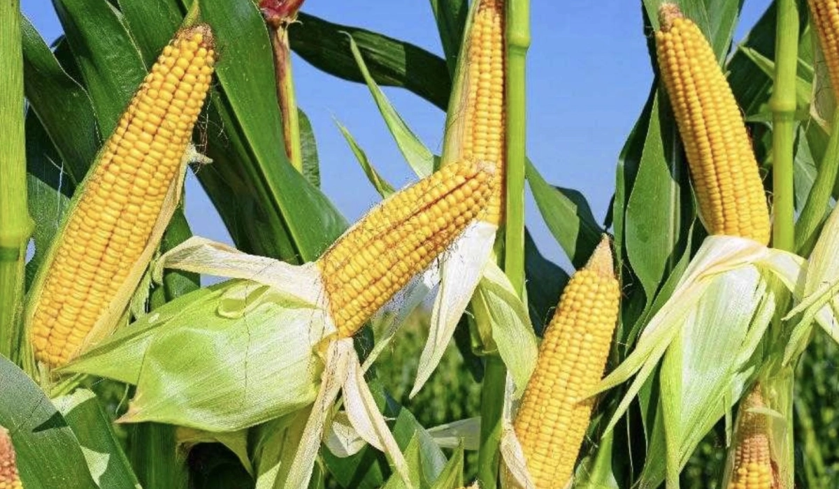 Основи про насіння кукурудзи