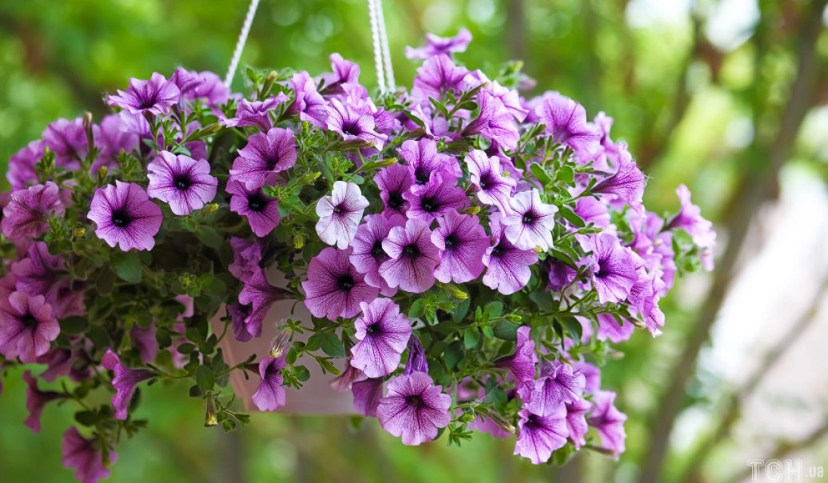 Як правильно підживлювати петунії?