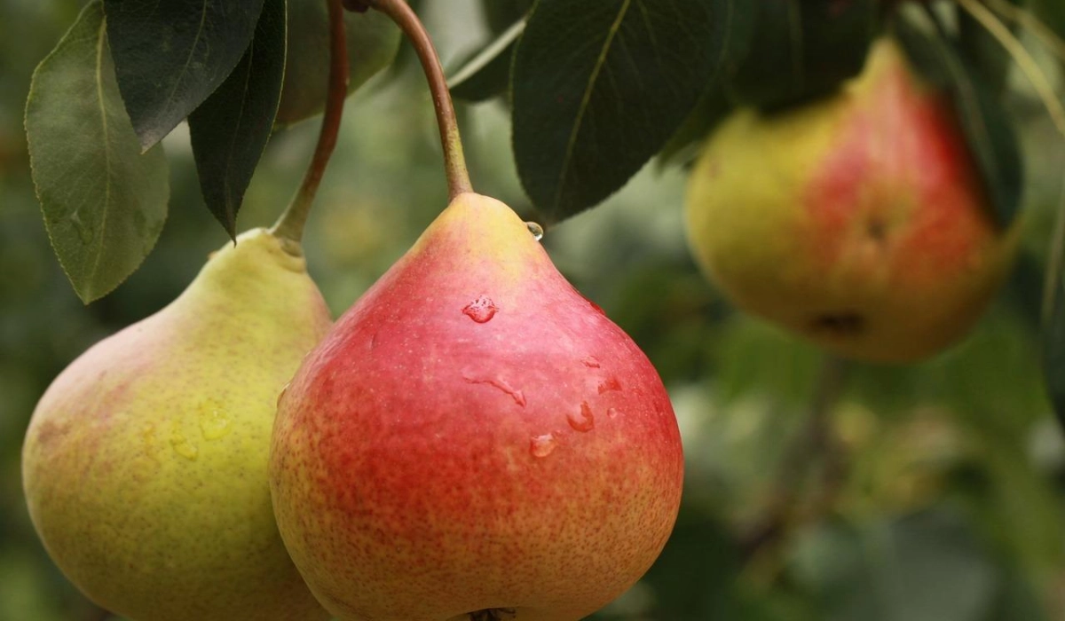 Какую грушу выбрать: обычную или колоновидную?
