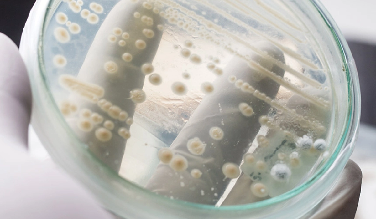 Преимущества пробиотиков в процессах гранулирования кормов: устойчивость и эффективность.