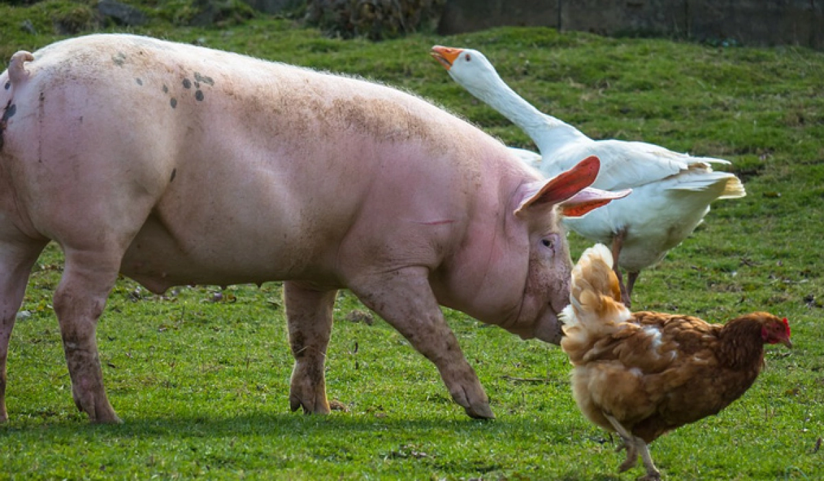 Особливості використання підкислювачів корму для свиней і курей