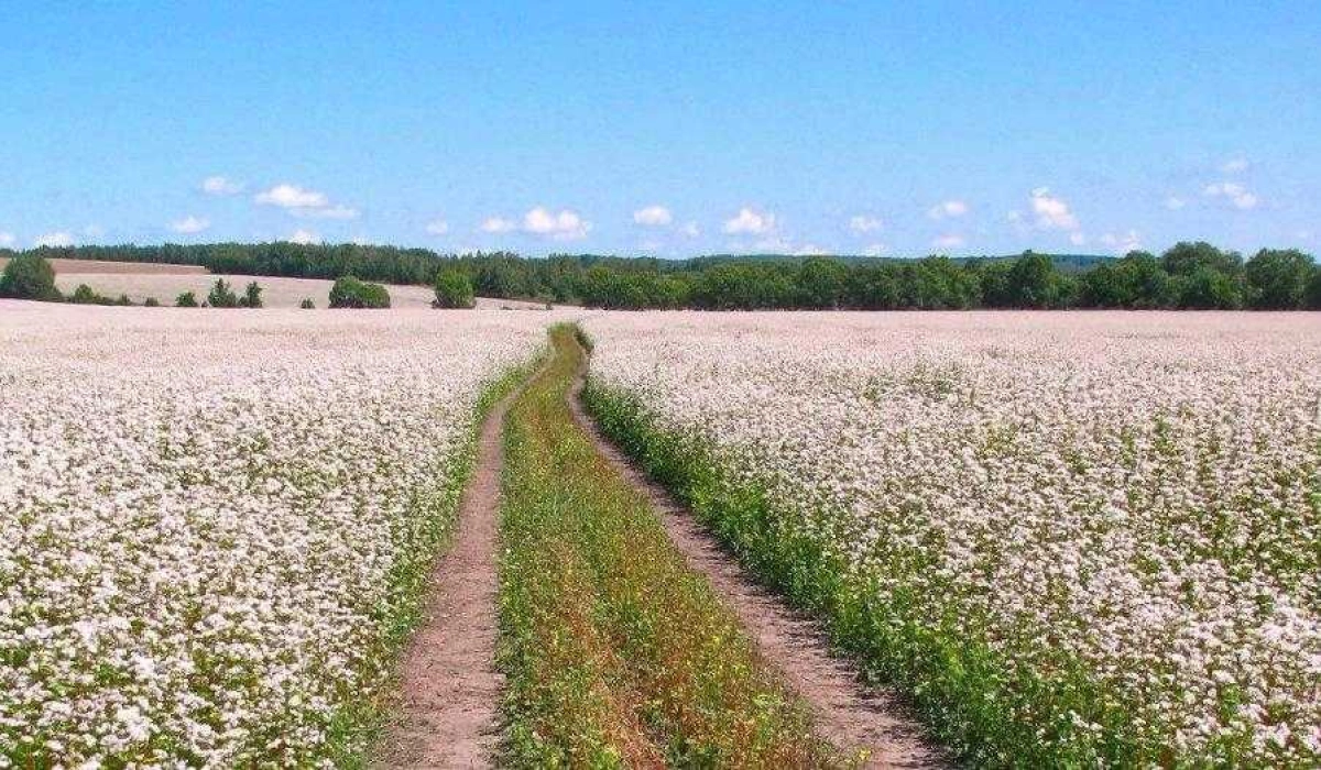 Як цвіте гречка?