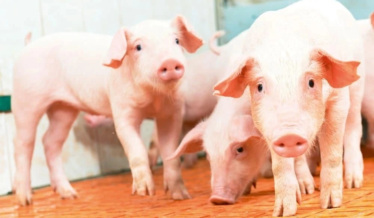 Переваги преміксів Vilofoss для здорового росту поросят