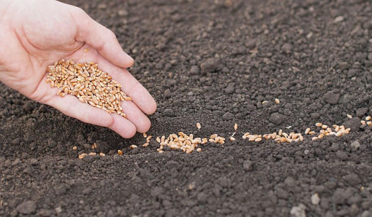 Важность качества сева семян для повышения урожайности