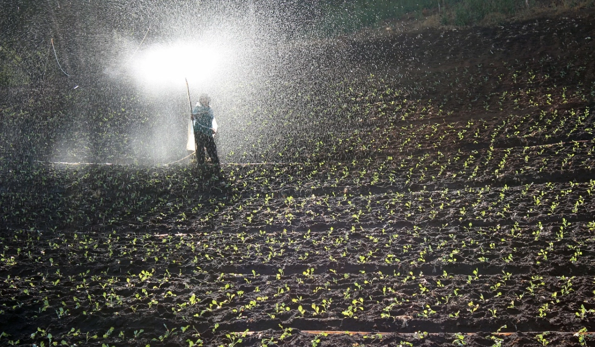 Какие удобрения выбрать для плодородной почвы?
