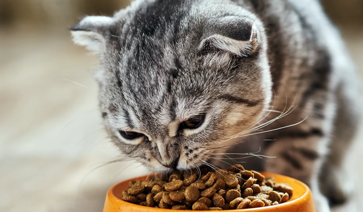 Кошки и пищевые аллергии: как подобрать безопасный и вкусный корм
