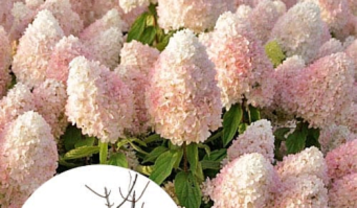 Ошибки при выращивании метельчатой гортензии и как их избежать