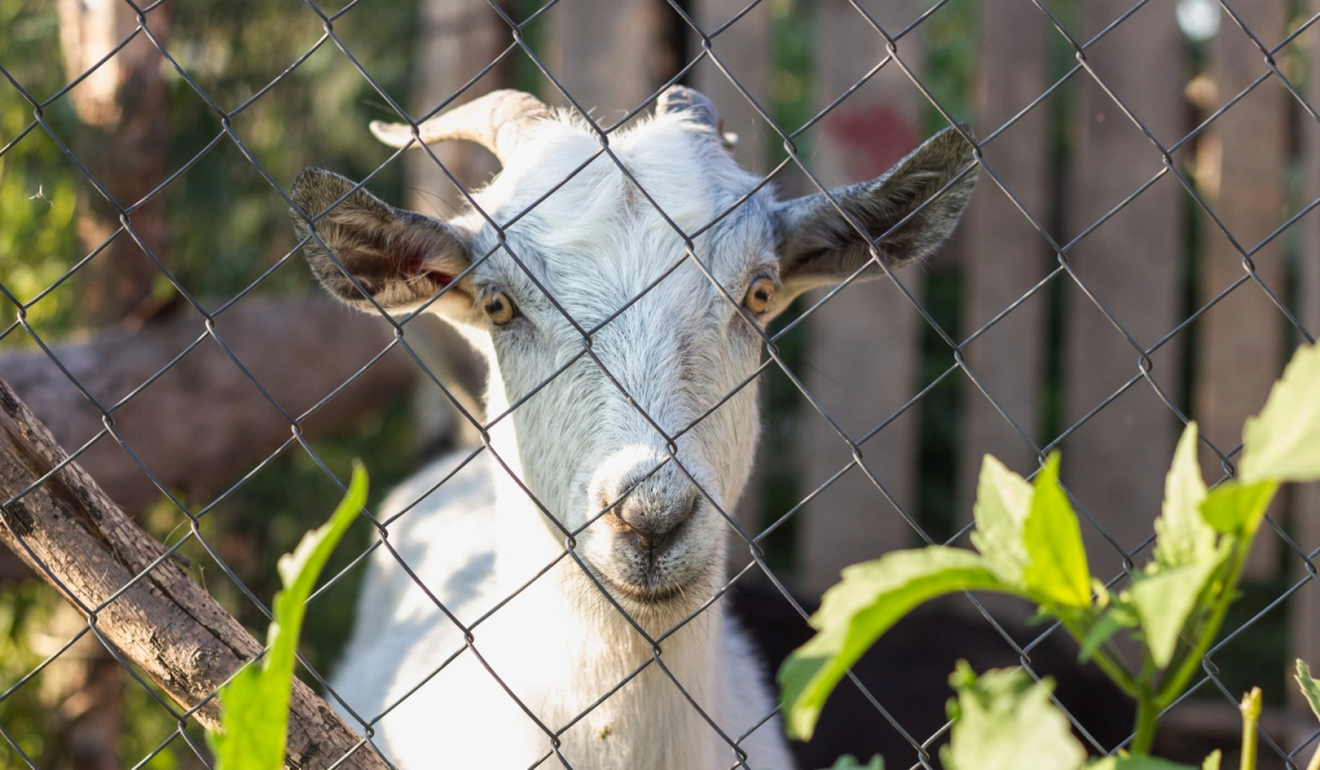 Сад, огород, ягодники: как рабица защищает посадки от животных, сохраняя солнце и вентиляцию.