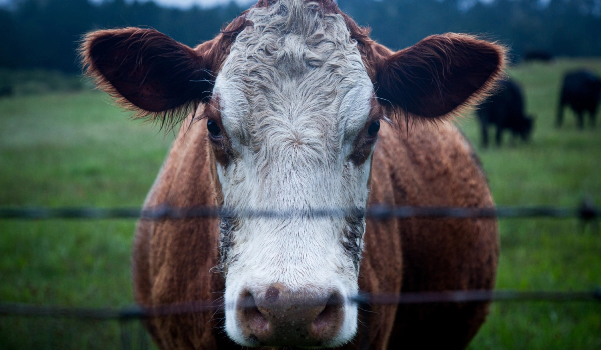 Почему КТУ-10 закрывает потребности хозяйств на 300–400 голов КРС