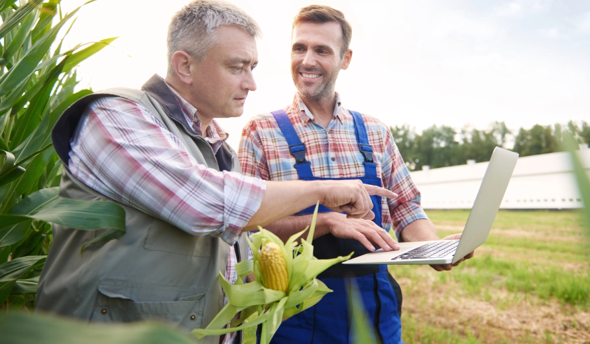 Сезонний пік в агро: як аутсорсинг польових бригад забезпечує стабільний збір урожаю