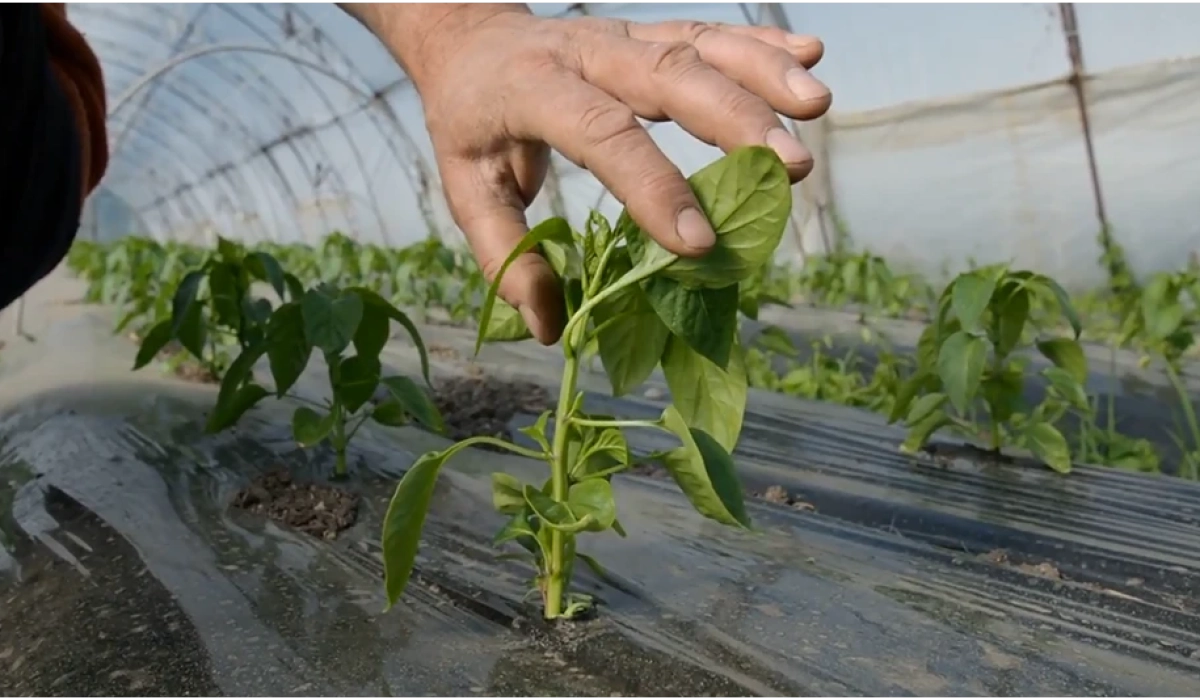 Як обрати субстрат для перцю — поради агронома