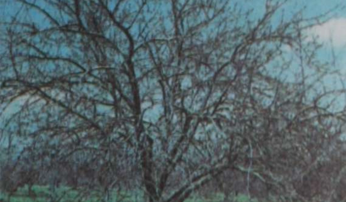 Обрезка — один из самых древних приемов ухода за плодовым деревом и ягодным кустарником