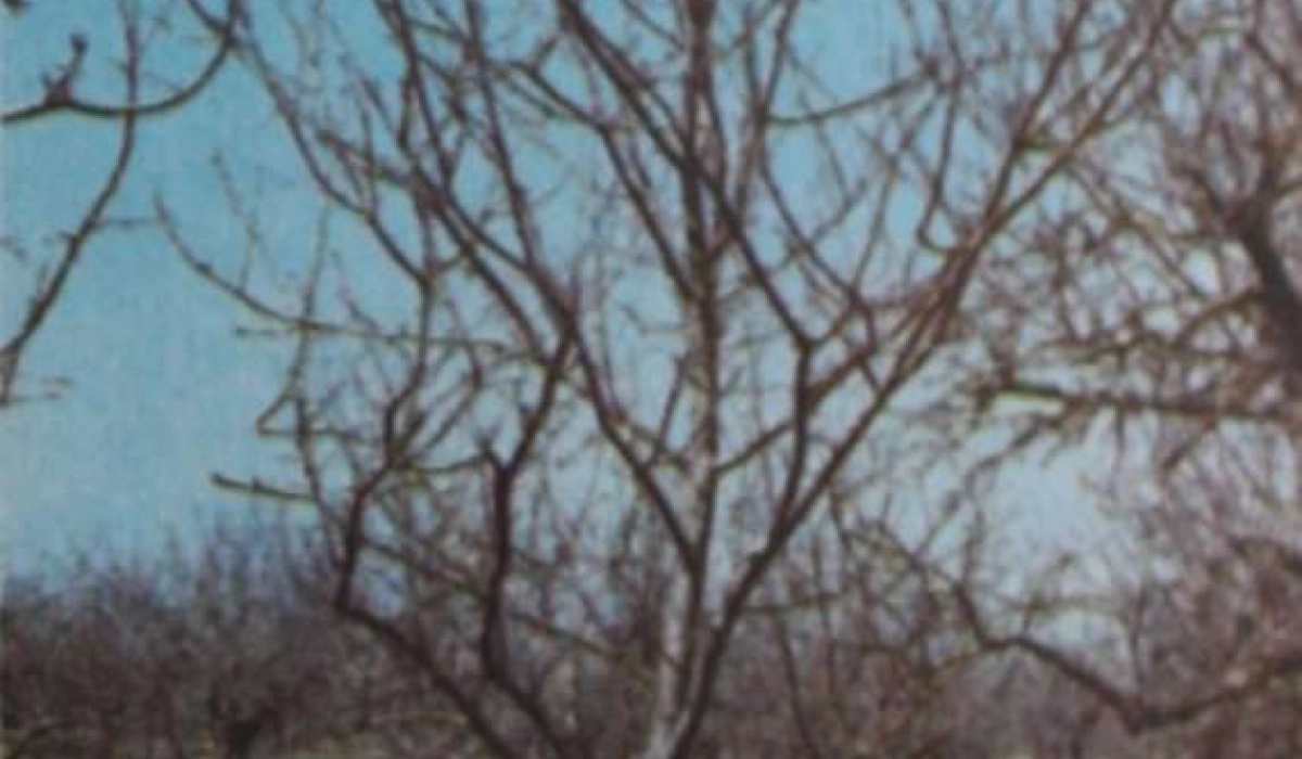 Основные части плодового дерева