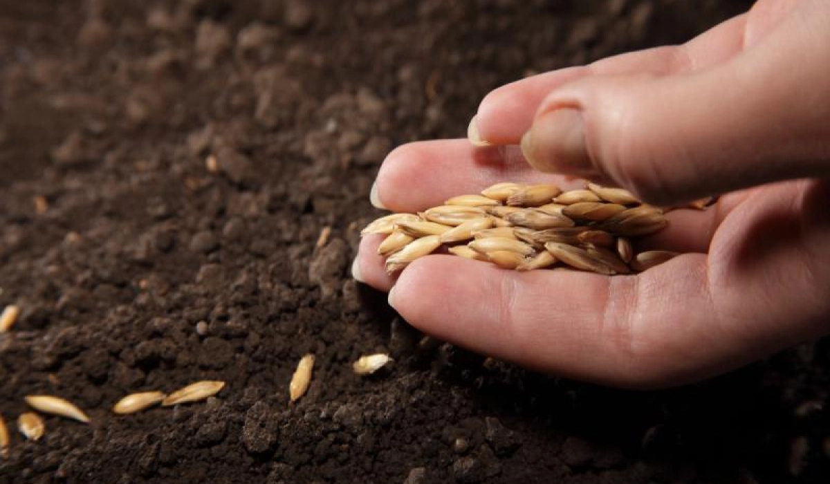 Обработка семян перед посадкой