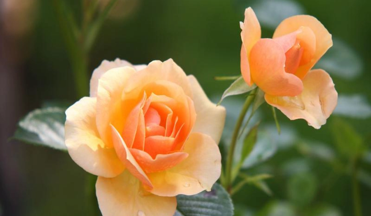 Как выбрать розу для посадки на даче