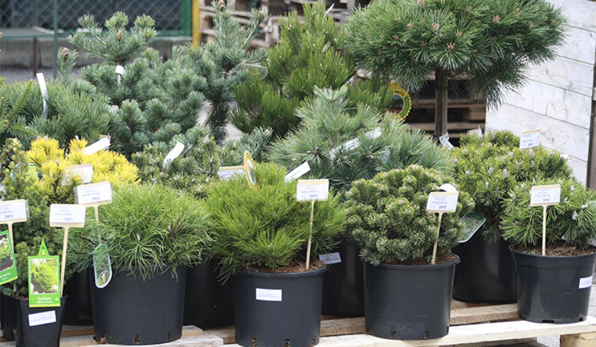 Где купить декоративные растения. Советы специалистов Greensad