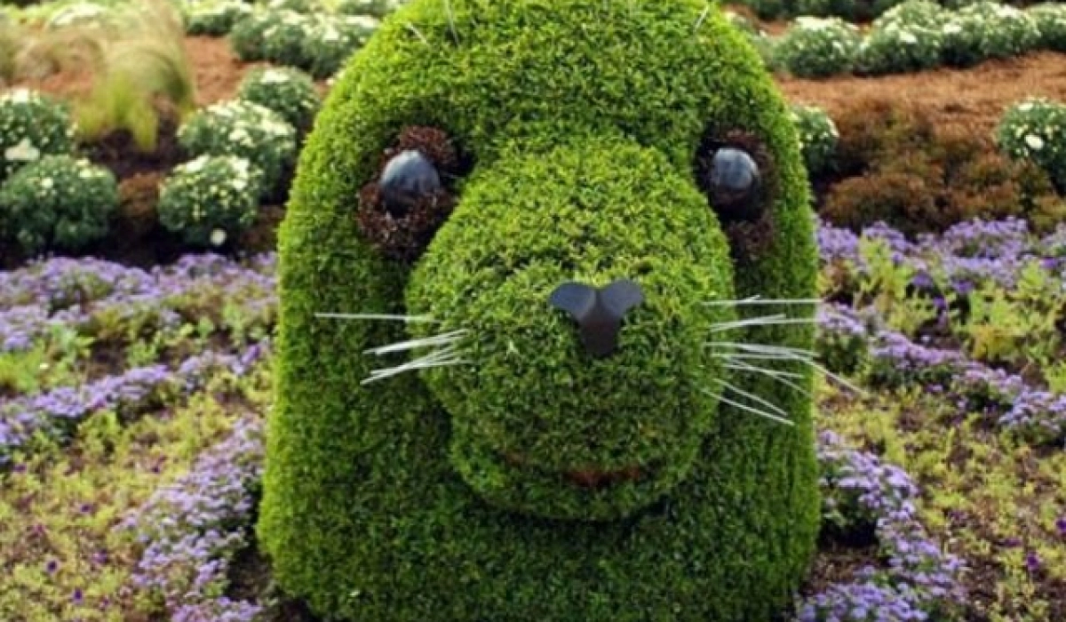 Что подходит для создания топиарий. Советы от Vip Plants