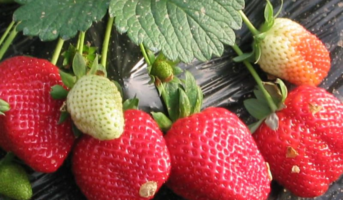 Удобрение клубники золой