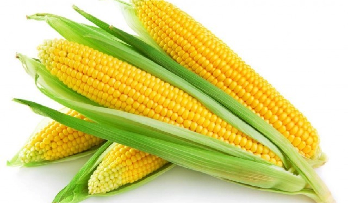 Выбор семян кукурузы и подсолнуха согласно региона