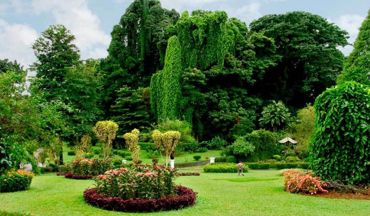 Как выбрать декоративные лиственные деревья для сада. Рекомендации специалистов Vip Plants