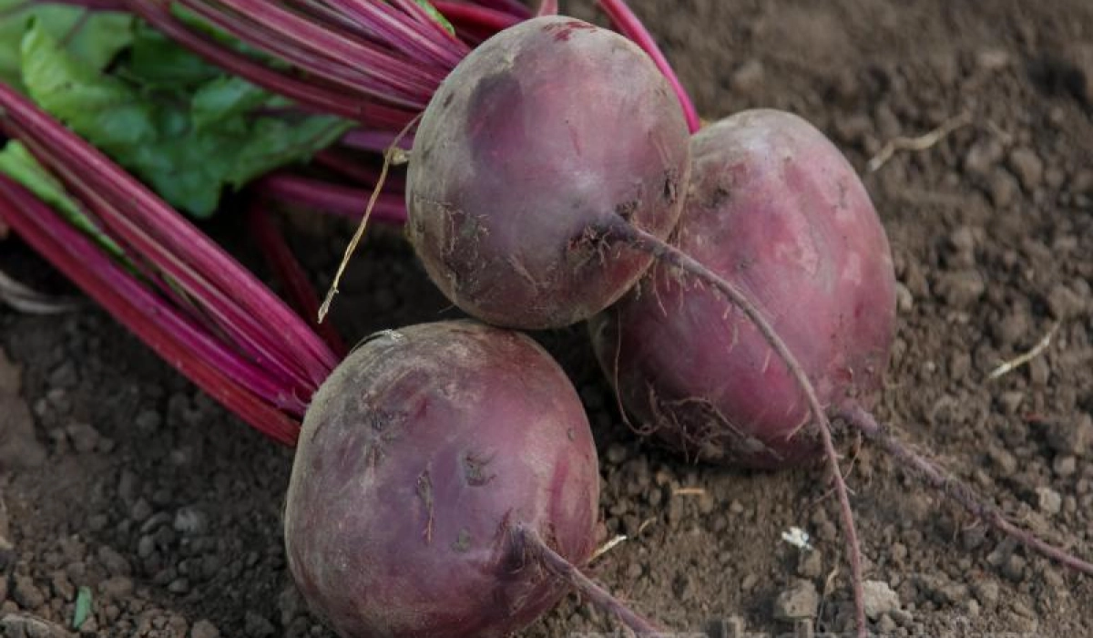 Как выращивать свёклу на открытом грунте