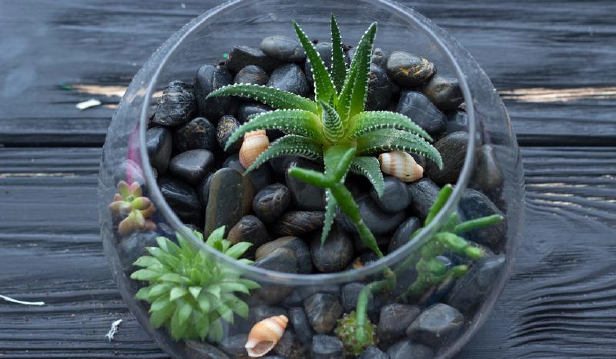 Как сделать флорариум своими руками